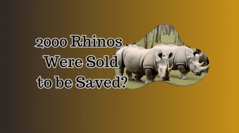 2000 Rhinos were sold?