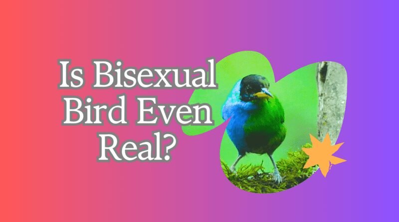 Is Bisexual Bird Even Real?