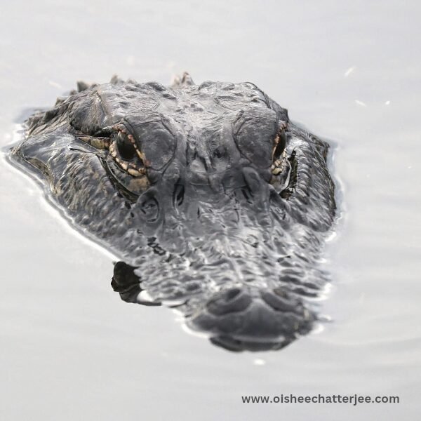 An alligator inside water