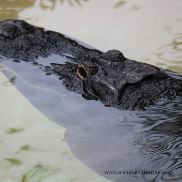 An alligator waiting for prey