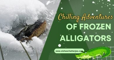 Frozen alligators in North Carolina