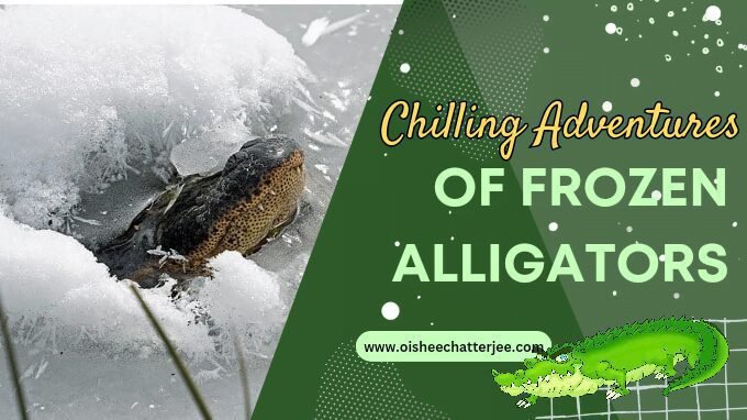Frozen alligators in North Carolina