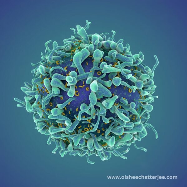 Single T-cell render