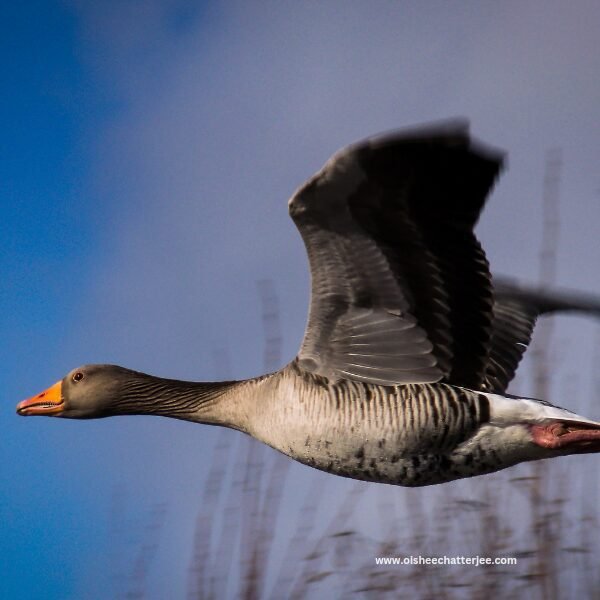 A flying goose