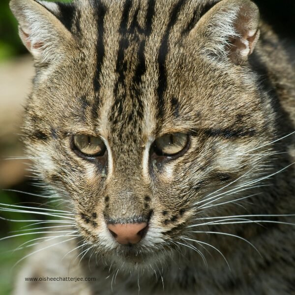 Close-up of a fishing cat's face. The cat is looking directly at the camera with a determined expression.
Fishing cat, a small wild cat native to Southeast Asia, with a short, rounded face and distinctive markings.
Wild cat with a spotted coat and piercing eyes, looking intently at the viewer