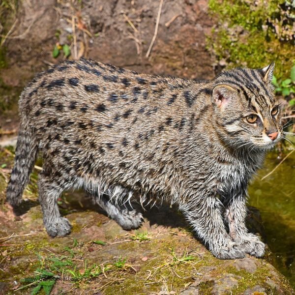 A small, wet cat standing on a rock next to a body of water. The cat has short fur and appears to be looking intently at something in the water.
A close-up photo of a small, wet cat perched on a rock near the water's edge. The cat has short fur, possibly brown and black in color, and appears alert and focused.
Fishing cat standing on a rock, possibly looking for prey in the water