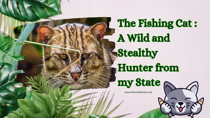 Close-up photo of a fishing cat's face. The wild cat has short, brown fur with black spots and markings, and large, yellow eyes. Text overlay reads "The Fishing Cat: A Wild and Stealthy Hunter from My State." Image of a fishing cat, a small wild cat native to Southeast Asia, with distinctive markings and large eyes. Text overlay identifies the cat and its characteristics.