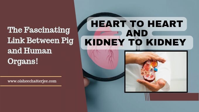 Why are pig hearts used to study the anatomy of the human heart ? is mentioned along with heart and kidney anatomies