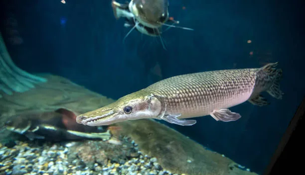 King of living fossils - gar fish