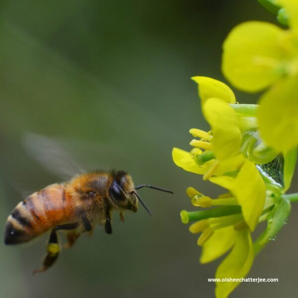 A bee is trying to collect nectar, used to describe ' AI as an Insect Sound Identifier '
