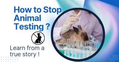 An image of bunny used for lab testing is given with the title of the blog to represent the blog topic of ways to stop animal testing