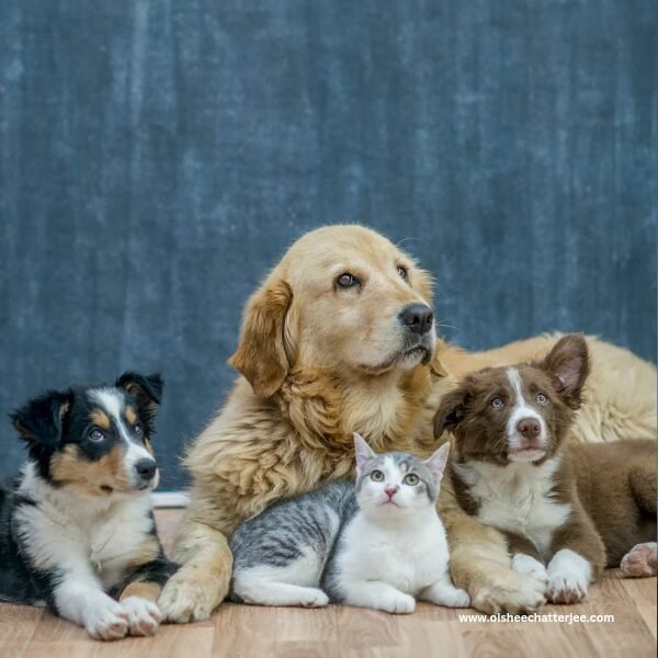 Three Pet dogs and a cat