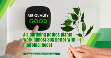 The image shows that the post is based on air purifier plant